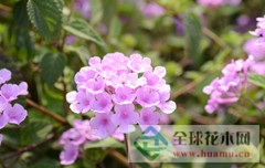 马樱花图片