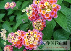 马缨丹万象城娱乐 官网