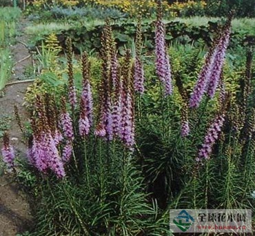 馬尾花圖片
