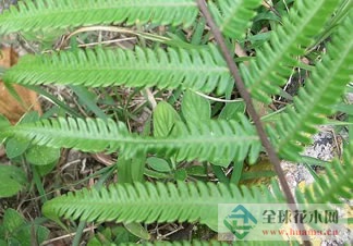 矮小金星蕨图片