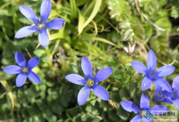 矮小蓝钟花图片