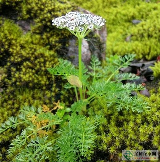 矮小丝瓣芹图片