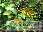 皂帽花图片