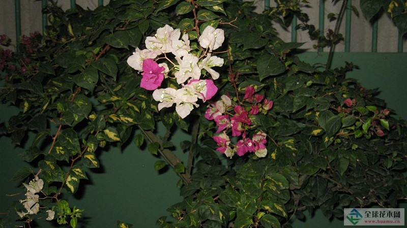 八角花图片