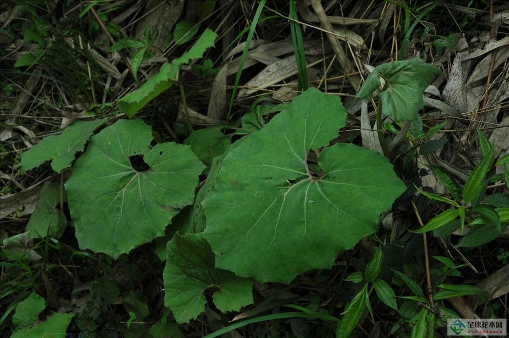 蜂斗菜价格蜂斗菜小苗蜂斗菜图片