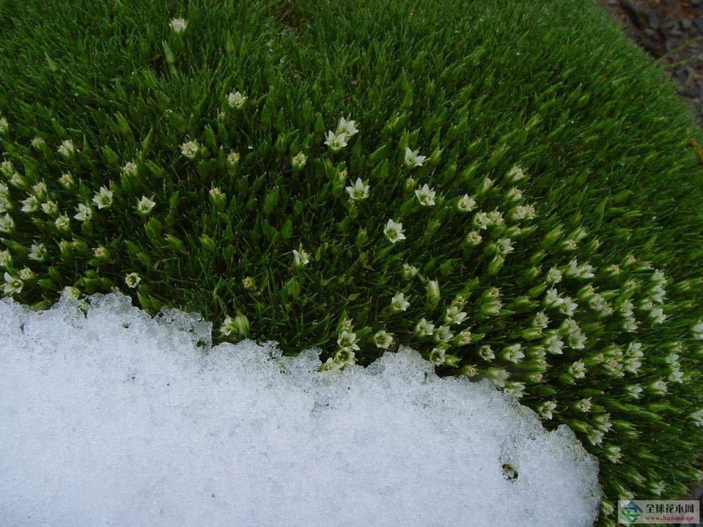 八宿雪灵芝图片