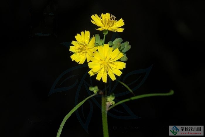 长裂黄鹌菜图片