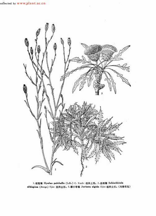 矮小苓菊图片