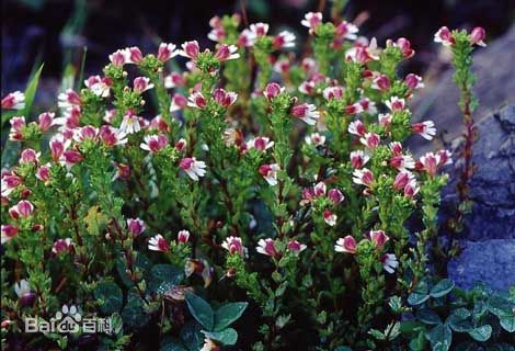 矮小米草图片