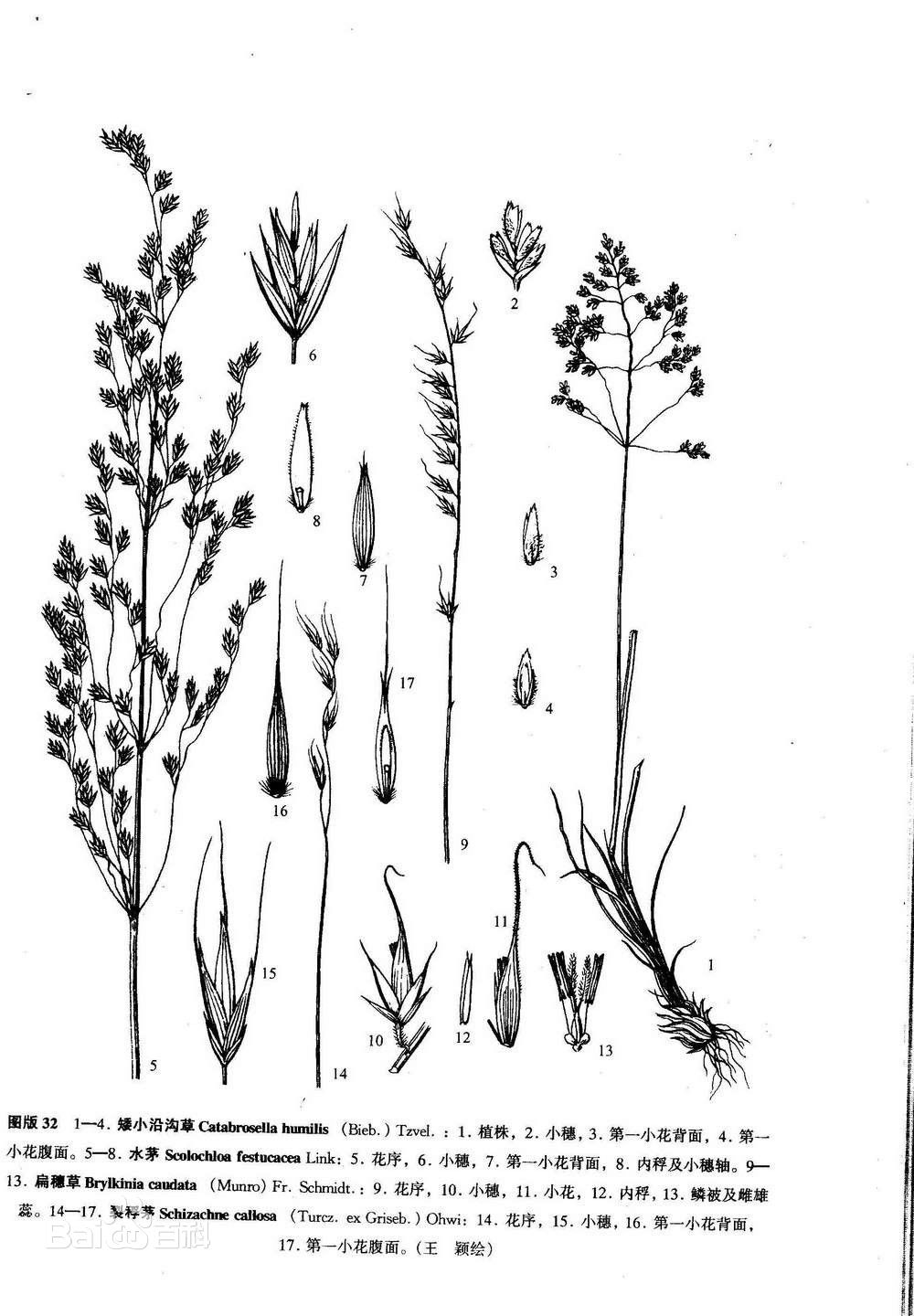 矮小沿沟草图片
