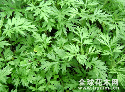 艾草图片