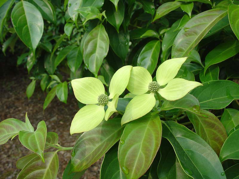 香港四照花图片