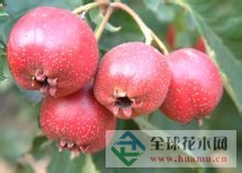山楂图片