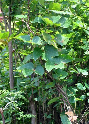 大血藤大血藤批发报价大血藤种植养殖