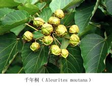 千年桐图片