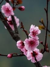 梅花图片