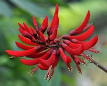 龙牙花图片