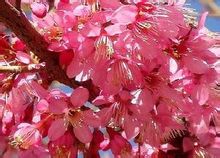 冬樱花凯发K8