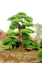 对节白蜡图片