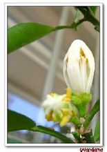 代代花图片