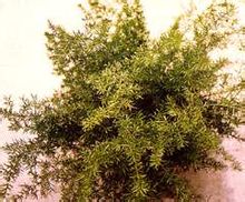 天冬草图片