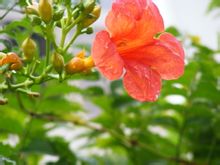 凌霄花图片