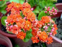 长寿花图片