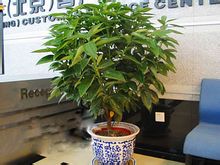 福禄桐图片