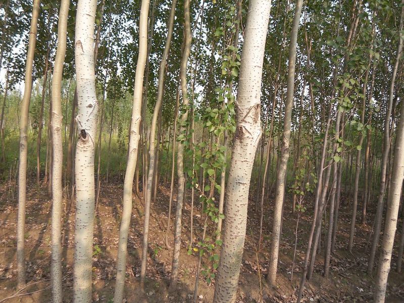 银白杨图片