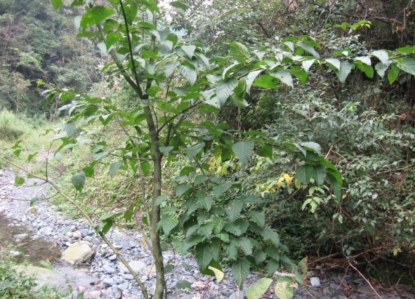青榨槭图片