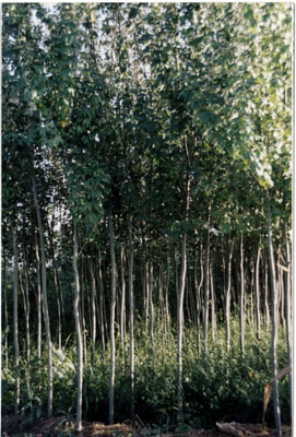 新疆杨图片