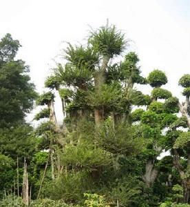 观果植物,观叶植物科:榆科     属:榆属榆树分布地区分布于东北,华