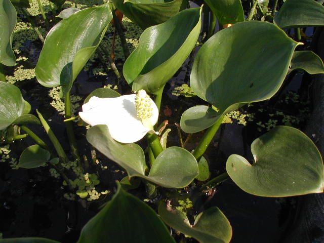 水芋圖片