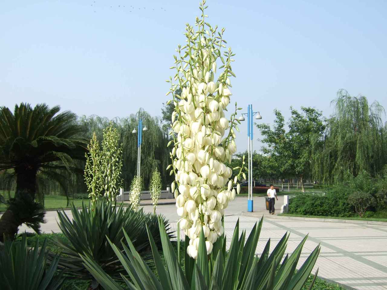 凤尾兰图片