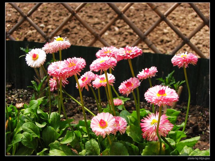 种名:雏菊学名:daisy, common daisy别名:春菊,马兰头花,玛格丽特,延