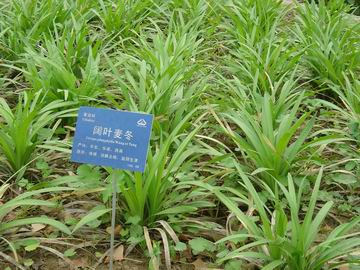 阔叶麦冬图片