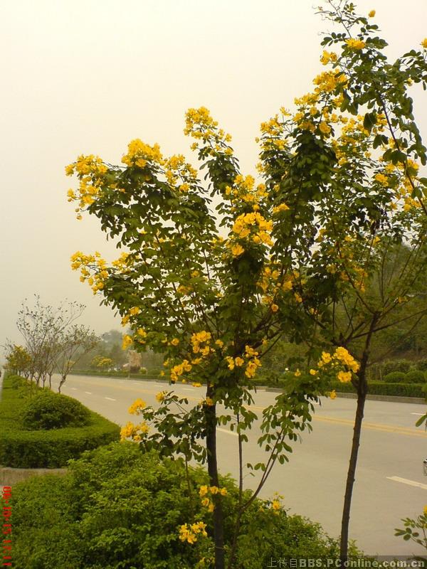 黄花槐图片