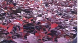 藜芦图片