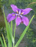 菖蒲花圖片