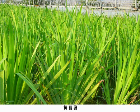 黄菖蒲图片