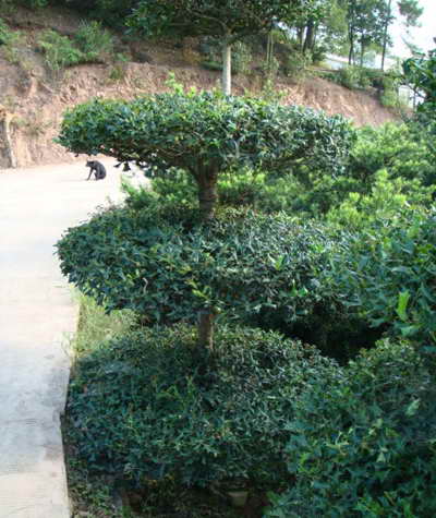 枸骨图片
