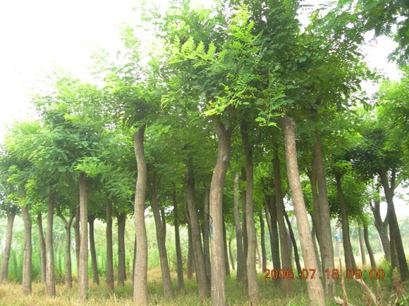 毛白杨图片
