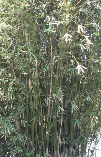 慈孝竹图片