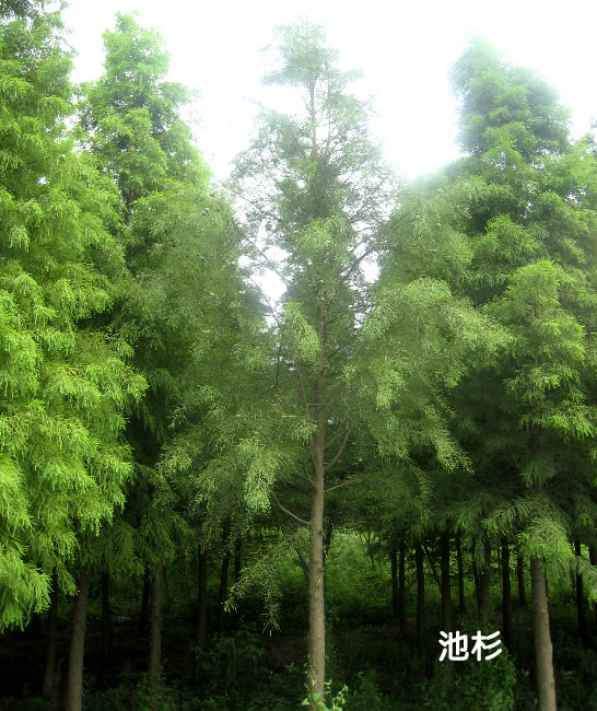 池杉图片