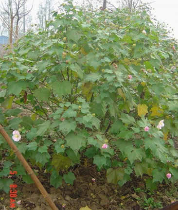 木芙蓉图片