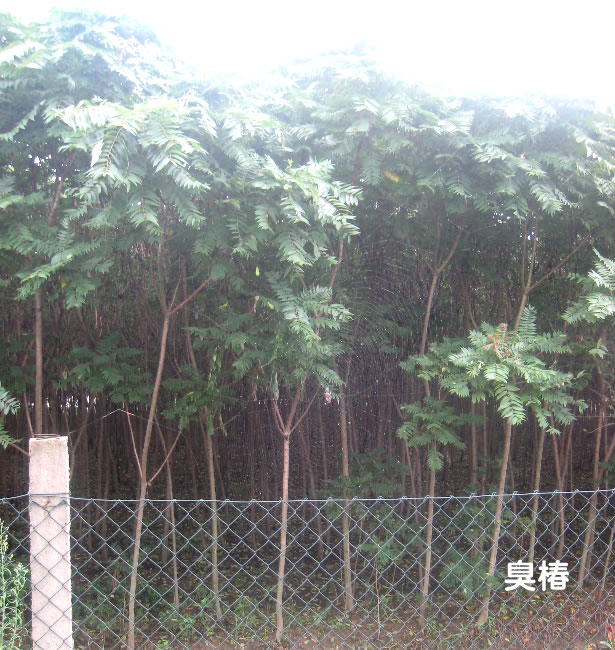 臭椿图片