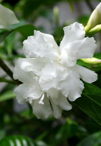 狗牙花图片