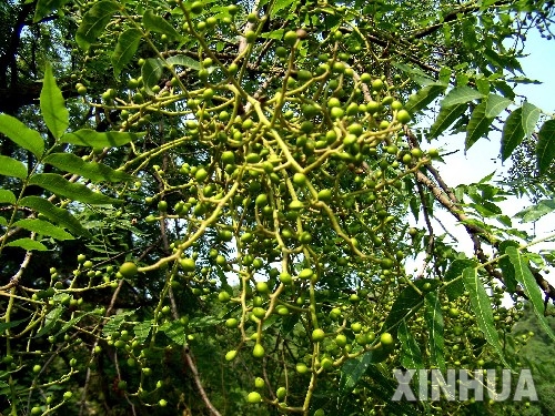黄连木图片