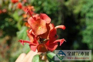 冬红图片