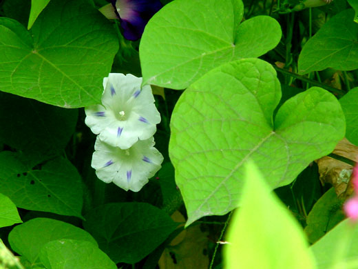 菜栾藤图片